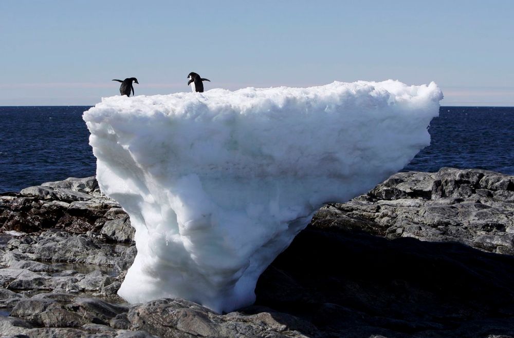 Capo Denison, Antartide - Due pinguini di Adelia in apparente difficoltà su un blocco di ghiaccio