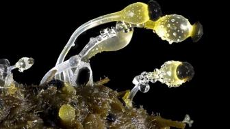 Fotografia microscopica di funghi